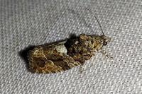 Eudemis profundana