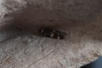 Oegoconia