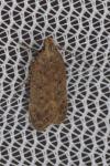 Bryotropha terrella