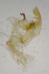 Bryotropha terrella