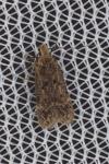Bryotropha senectella