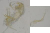 Bryotropha senectella