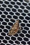 Caryocolum marmoreum marmoreum