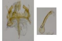 Caryocolum marmoreum marmoreum