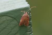 Carcina quercana