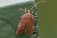 Carcina quercana