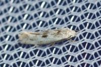 Elachista scirpi