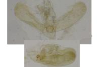 Elachista scirpi
