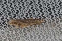 Monochroa lucidella