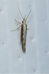 Plutella xylostella