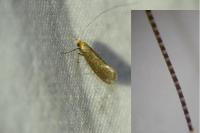 Nematopogon adansoniella