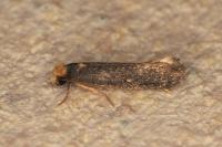 Monopis nigricantella