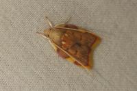 Carcina quercana