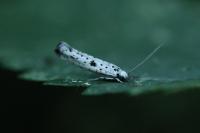 Yponomeuta plumbella