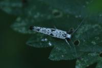 Yponomeuta plumbella