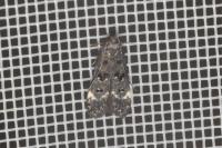 Dichomeris alacella