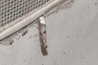 Paraswammerdamia albicapitella