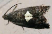 Pammene spiniana