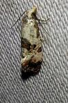 Neocochylis hybridella