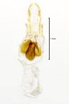 Neocochylis hybridella