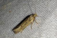 Bryotropha terrella