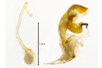 Bryotropha terrella