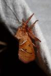 Triodia sylvina
