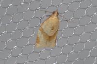 Clepsis consimilana