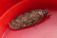 Depressaria