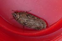 Depressaria