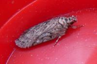 Depressaria