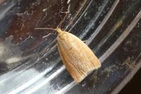 Clepsis consimilana