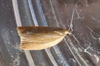 Clepsis consimilana