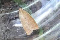 Clepsis consimilana