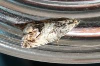 Cydia splendana
