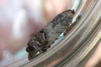 Cydia splendana