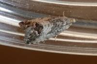 Cydia splendana