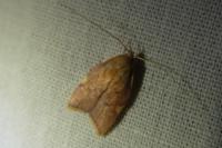 Carcina quercana