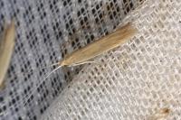 Coleophora glaucicolella