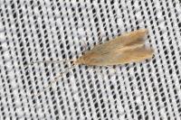 Coleophora flavipennella