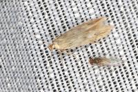 Monochroa lucidella