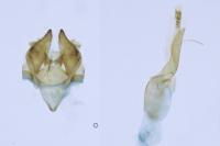 Monochroa lucidella