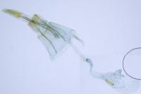 Monochroa lucidella