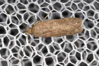Bryotropha terrella