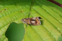 Olethreutes arcuella