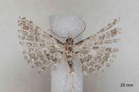 Alucita palodactyla