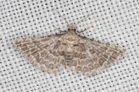 Alucita palodactyla