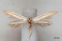 Coleophora kautzi