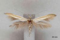 Coleophora kautzi