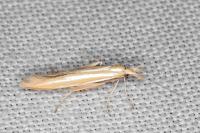 Coleophora kautzi